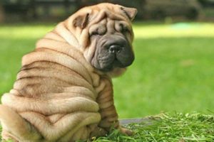 Un grupo de 18 abogados en Bolivia ha unido fuerzas para defender a Pantuque, un perro de raza shar pei, y evitar que sea sacrificado por 