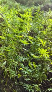 DNCD desmantela laboratorio ambulante de marihuana en SFM

