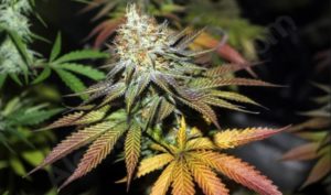 Perú aprueba el uso medicinal de la marihuana tras una demanda