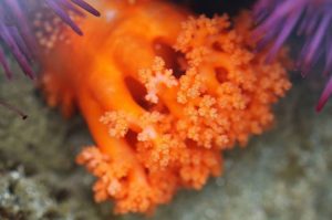 La cucumaria miniata es capaz de atajar el cáncer