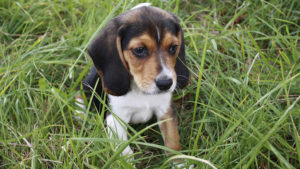 Un cachorro dispara y mata a su dueño en Rusia