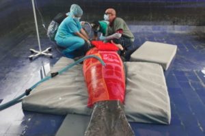 Fallece manatí que estaba crítico tras haber sido rescatado en Samaná


