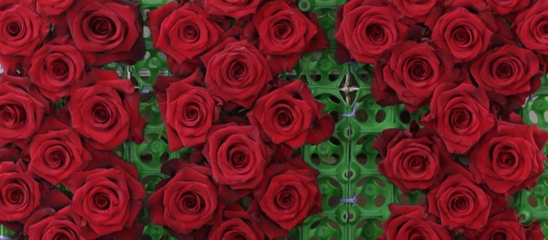 Ecuador tiñe rosas que duran mucho más allá de San Valentín