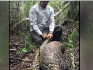 Encuentran serpiente con   un venado adentro