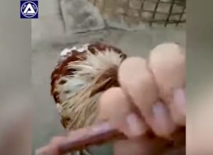 Afirman que una gallina lleva más de una semana viva 