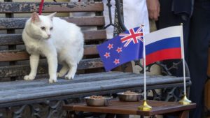 Conoce Achille, el gato ruso predictor del Mundial 2018