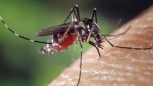 Encuentran virus nunca antes detectado en personas