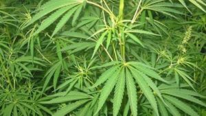 EEUU aprueba primer medicamento derivado de la marihuana