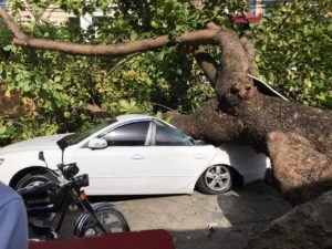 Árbol destruye vehículo en calle Juan Isidro Jiménez del DN