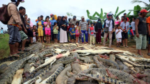 Matan a casi 300 cocodrilos en venganza por la muerte de un vecino en Indonesia
