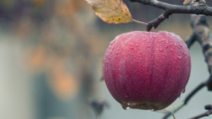 Descubren molécula presente en varios alimentos podría prolongar la vida 