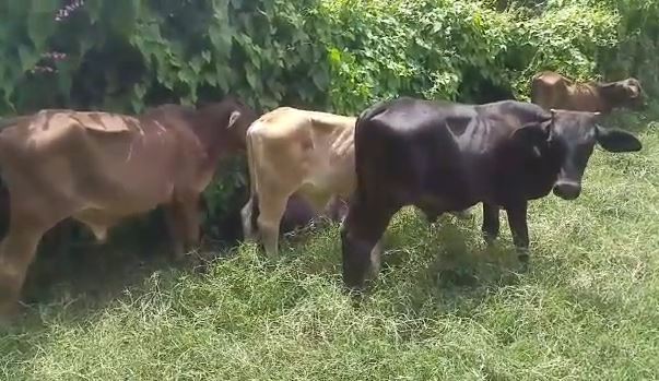 Acusan a una banda haitiana de golpear y robar animales a un ganadero