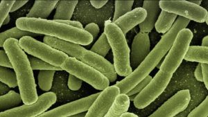 Una bacteria que causa gangrena ayudaría a combatir el cáncer cuando otros métodos fracasan 