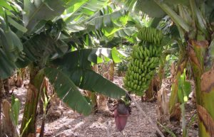 El dinamismo de la producción bananera, según el PLD, es cosa del pasado.Foto: Fuente externa