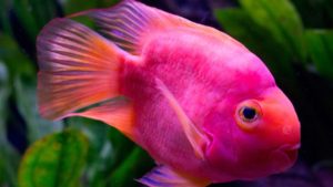 Científicos descubren posibles nuevas especies acuáticas en el Caribe