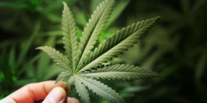 La marihuana podría mejorar la memoria en pacientes con alzheimer