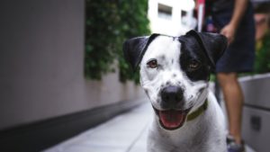 Una localidad francesa prohíbe a los perros ladrar