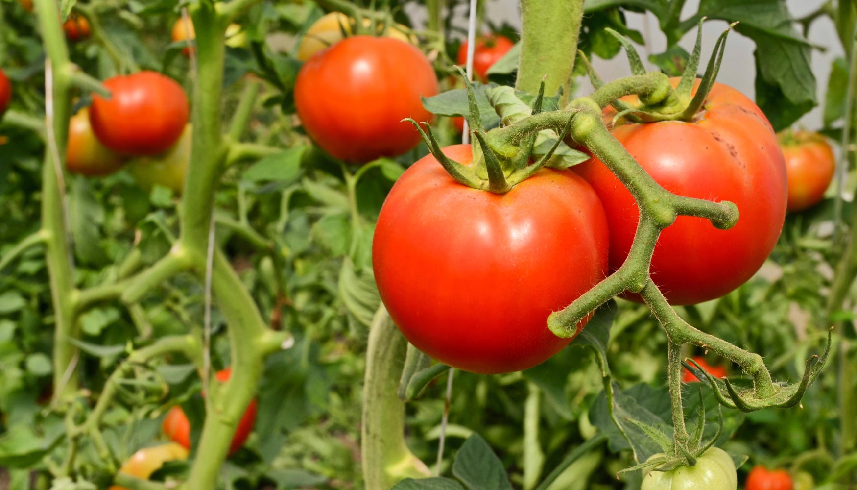 Los tomates ayudan a prevenir el cáncer de hígado, según científicos
