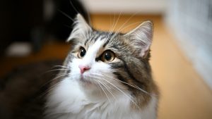 Una mujer demanda a otra  por causa de un gato en EE.UU.