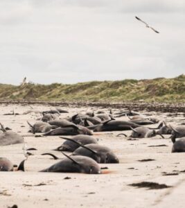 Un centenar de ballenas piloto murieron varadas en Nueva Zelanda