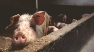 Estudios muestran que ganado para consumo humano es resistente a la COVID