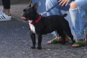 Marilyn Louis ve con preocupación maltrato animal en el país
