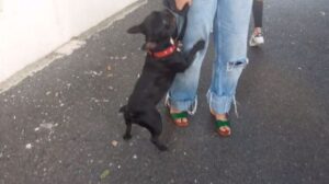 Federación de Protección Animal apodera abogados para querellarse contra abusador de perrita Trufa