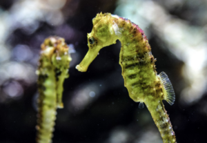 Tráfico de caballitos de mar entre México y China supera los 90,000 ejemplares en dos décadas