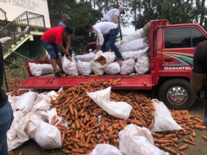 Agricultores de Constanza depositan producción de zanahorias en oficina regional de Agricultura 
