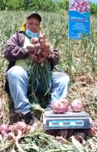 Productor de cebolla en Constanza pide apoyo del presidente Abinader