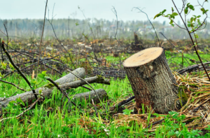 Procuraduría de Medio Ambiente somete a varios agresores de los recursos naturales