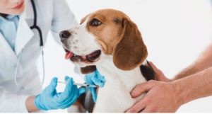 Ya existe la primera vacuna para animales contra COVID-19