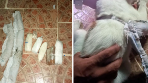 Capturan a un “narcogato” mientras intentaba introducir drogas en una cárcel de Panamá