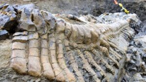 Paleontólogos identifican nueva especie de dinosaurio 