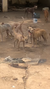 Denuncian mal estado de canes en refugio de Protección Animal 