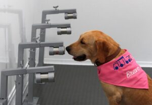 Un perro de raza labrador-retriever adiestrado para detectar casos de infección por COVID-19, 