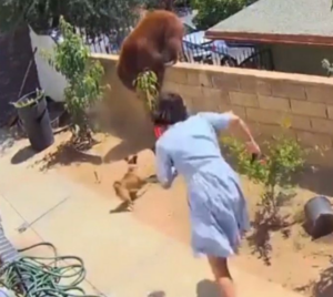 VIDEO | Una joven en EEUU empuja a una osa para proteger a sus perros