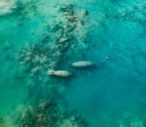 Medio Ambiente pide brindar cuidado especial a manatíes 