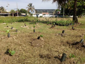 Realizan jornadas de reforestación y limpieza en Malecón Santo Domingo 
