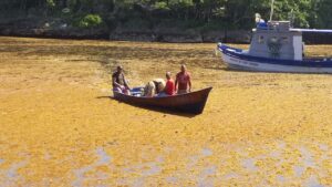 Vendedores y pescadores en la playa Diamante expresaron preocupación por la situación que ha generado la inundación de sargazos