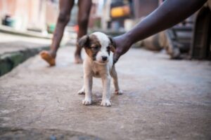 El envenenamiento de al menos 16 perros en Santiago y de otros cuatro en el Parque Mirador Sur del Distrito Nacional ha generado una ola de indignación en la sociedad dominicana. (FOTO ILUSTRATIVA: FUENTE EXTERNA)