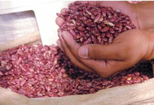 Productores de Jinova en San Juan reclaman pago de 30 mil quintales de habichuelas  