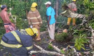 Árbol cae y destruye pared y portón de una escuela en Samaná