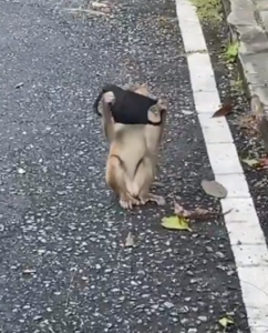 Un pequeño mono se hace viral tras utilizar  mascarilla de manera correcta 