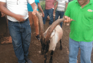 
Ganaderos y porcicultores solicitan apoyo del Gobierno en Pedernales

