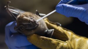 400,000 personas se infectan coronavirus procedentes de murciélagos