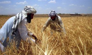 La FAO pide 36 millones de dólares de ayuda 