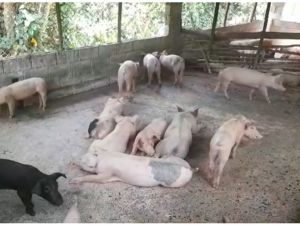Autoridades realizan descenso ante fiebre porcina en San Cristóbal 