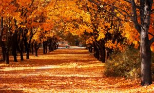 Este 22 de septiembre inicia el Otoño en el hemisferio Norte