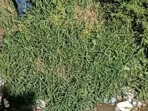 Hallan cadáver de un hombre en río de Cayetano Germosén